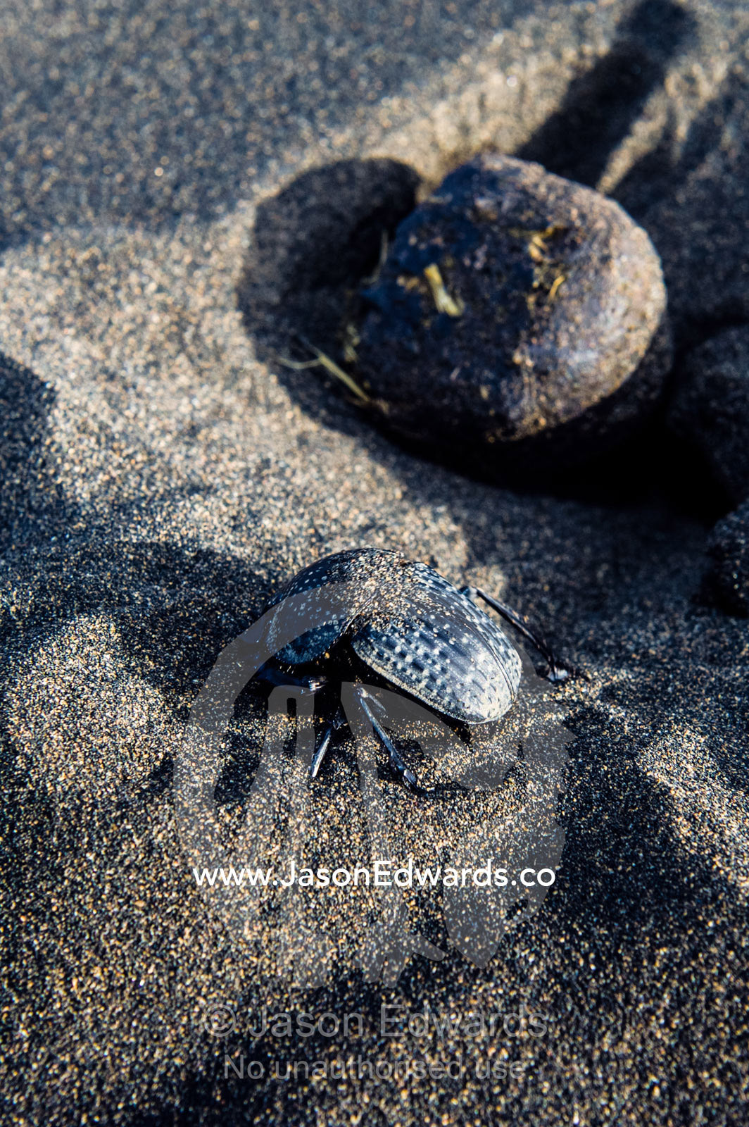 A Dung Beetle attempts to bury in volcanic sand, a ball of feces containing its eggs. Shifting Sands, Ngorongoro Conservation Area, Ngorongoro District, Tanzania, Africa.