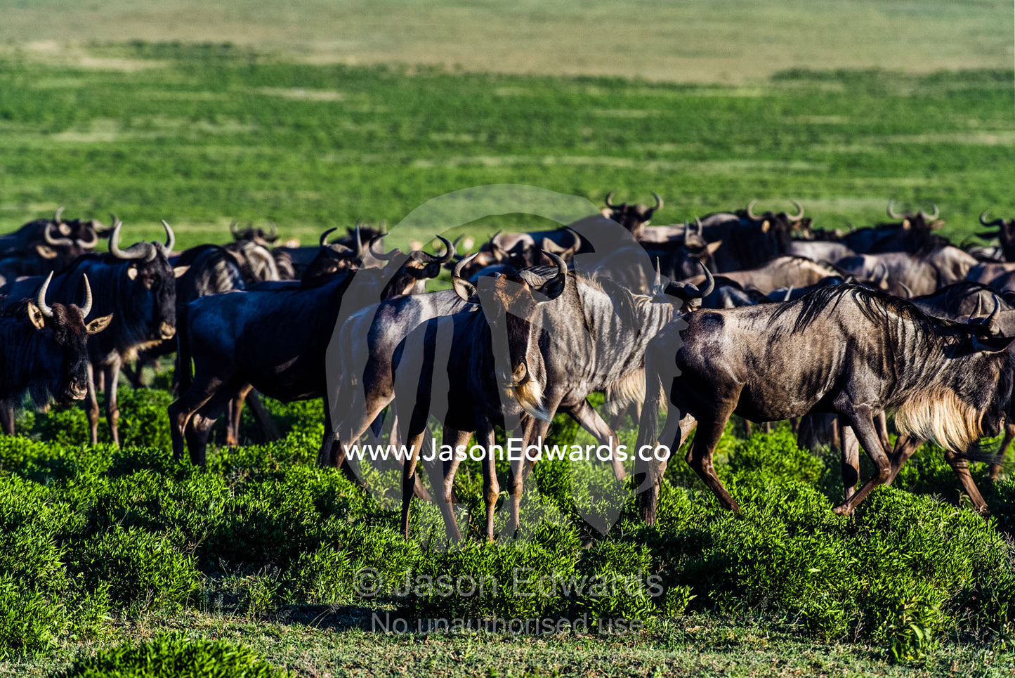 The herd of a Blue Wildebeest migrating across the short grass savannah plain. Ngorongoro Conservation Area, Ngorongoro District, Tanzania, Africa.