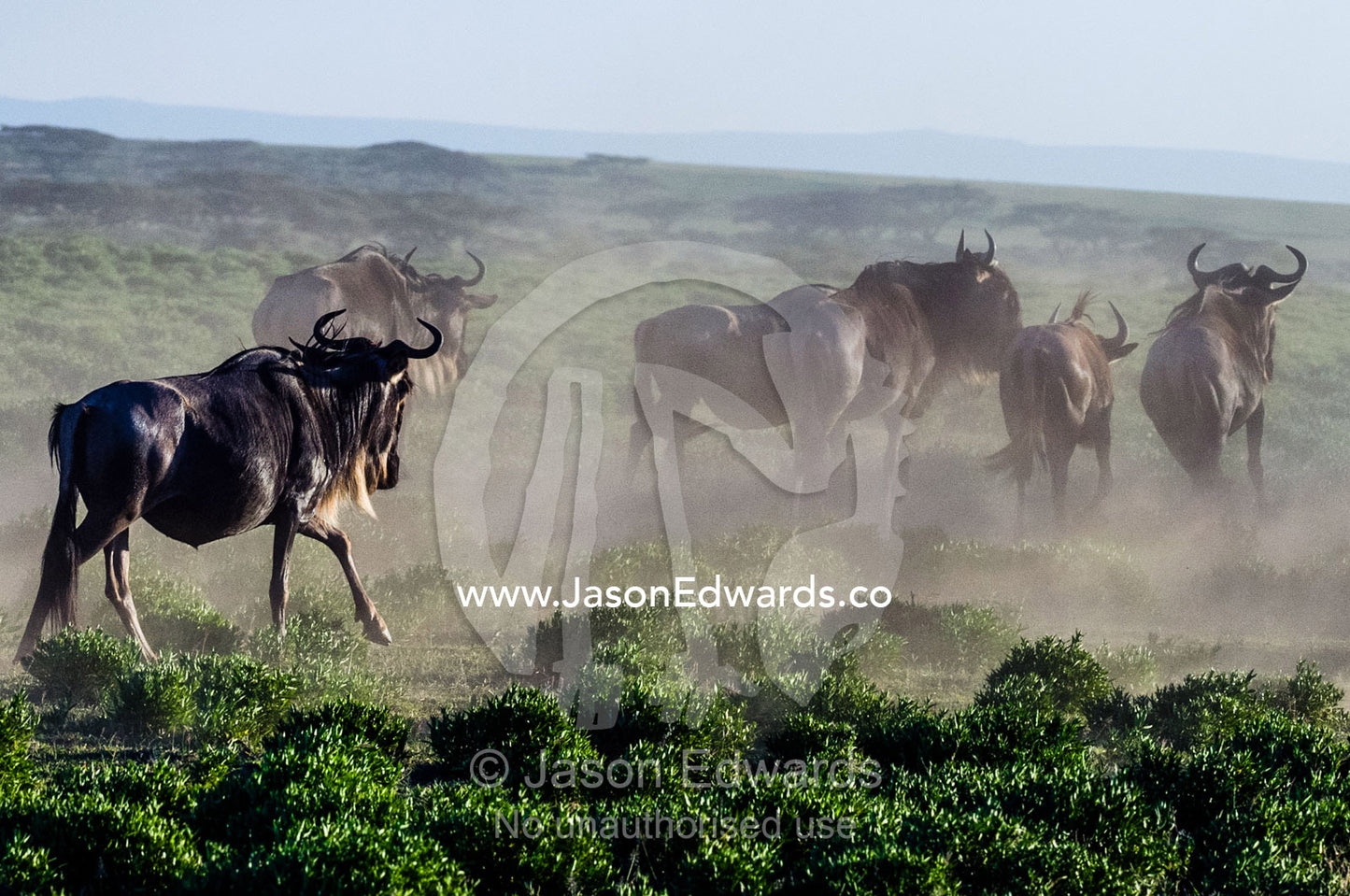 A herd of Blue Wildebeest stampeding across the short grass savannah plain in a cloud of dust. Ngorongoro Conservation Area, Ngorongoro District, Tanzania, Africa.
