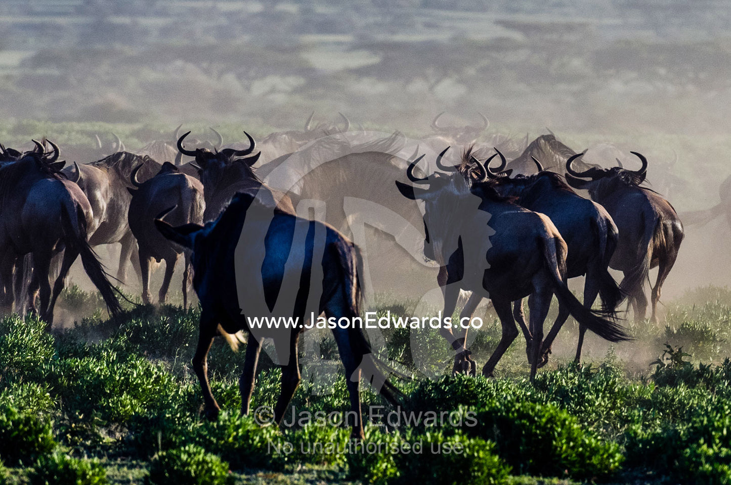 A herd of Blue Wildebeest stampeding across the short grass savannah plain in a cloud of dust. Ngorongoro Conservation Area, Ngorongoro District, Tanzania, Africa.