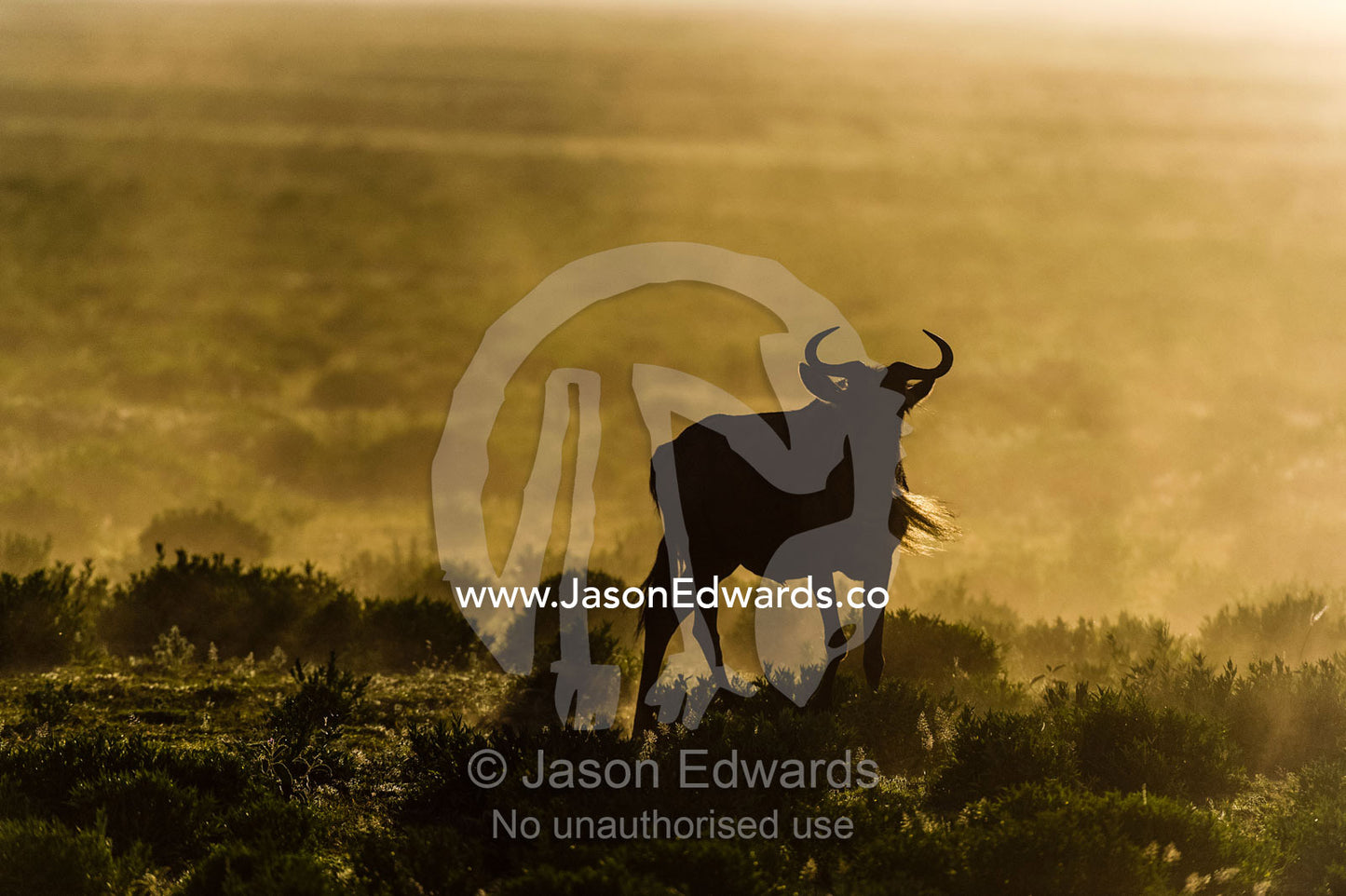 The silhouette of a Blue Wildebeest on the short grass savannah plain in a cloud of dust at sunset. Ngorongoro Conservation Area, Ngorongoro District, Tanzania, Africa.