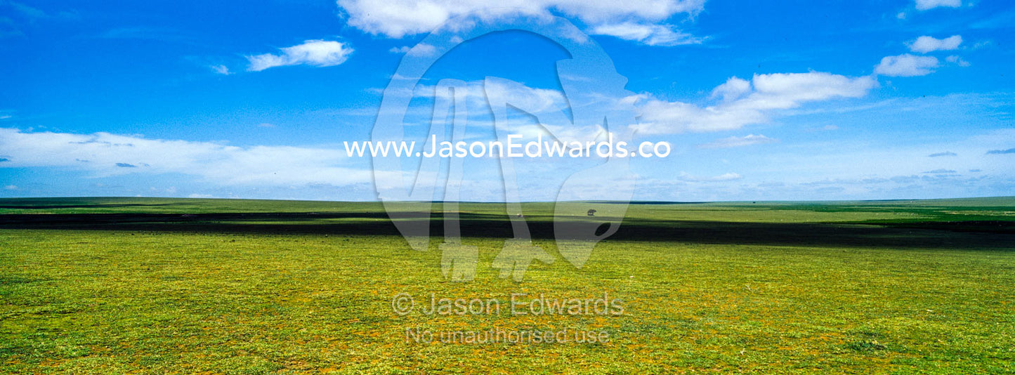 White, fluffy clouds casting shadows as they float over the endless short grass savannah plain. Ngorongoro Conservation Area, Ngorongoro District, Tanzania, Africa.