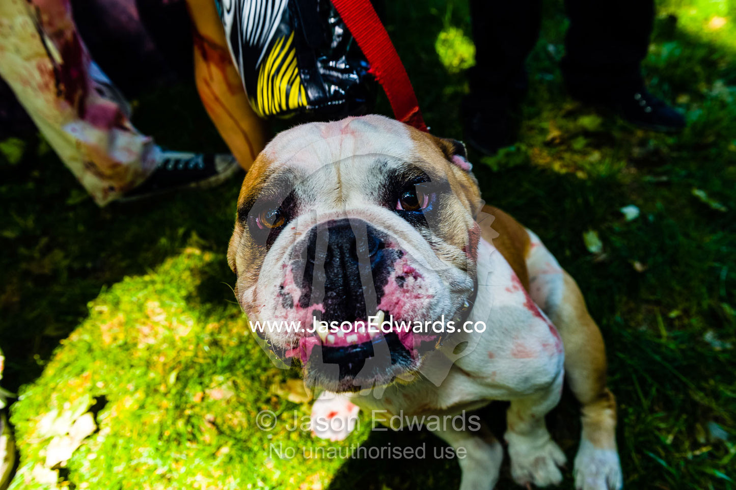A pet bull dog shows his toothy smile at a zombie festival. Carlton Gardens, World Heritage Site, Carlton, Melbourne, Victoria, Australia.