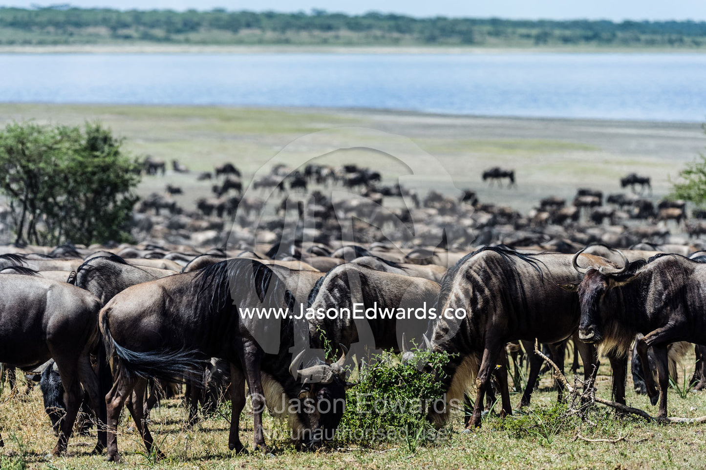 A herd of Blue Wildebeest grazing on grasses on the shore of a lake. Serengeti National Park, Serengeti, World Heritage Site, Tanzania.