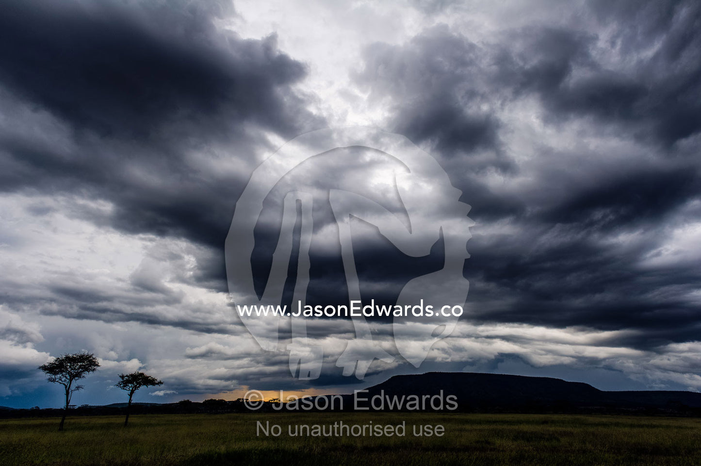 Umbrella Acacia trees silhouetted against a thunder storm rising over the savannah. Serengeti National Park, Serengeti, World Heritage Site, Tanzania.