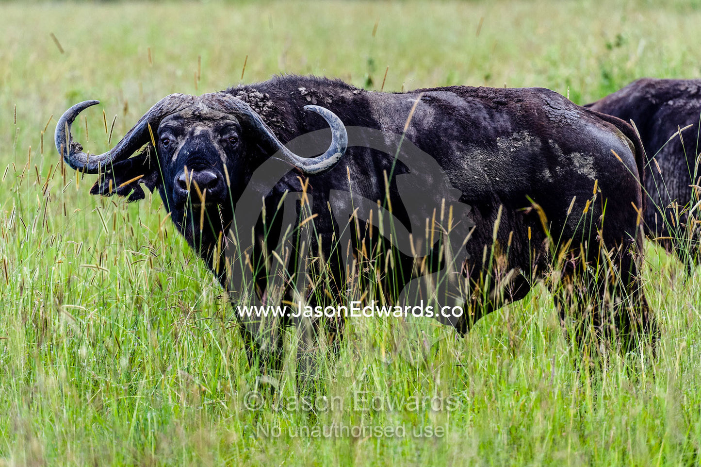 A wary African Buffalo peers through tall grasses on the savannah plain. Serengeti National Park, Serengeti, World Heritage Site, Tanzania.