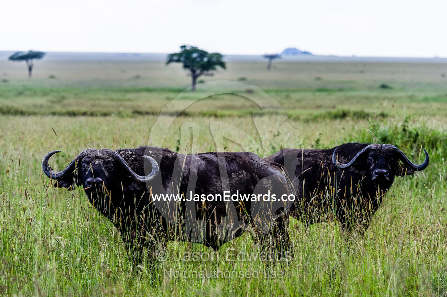 A pair of wary and alert AAfrican Buffalo on the vast savannah grassland plain. Serengeti National Park, Serengeti, World Heritage Site, Tanzania.