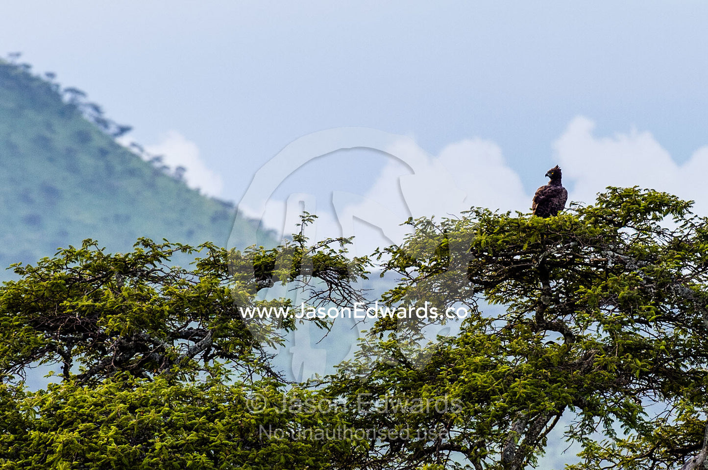 A Martial Eagle surveys a valley whilst roosting in the canopy of a tree. Serengeti National Park, Serengeti, World Heritage Site, Tanzania.