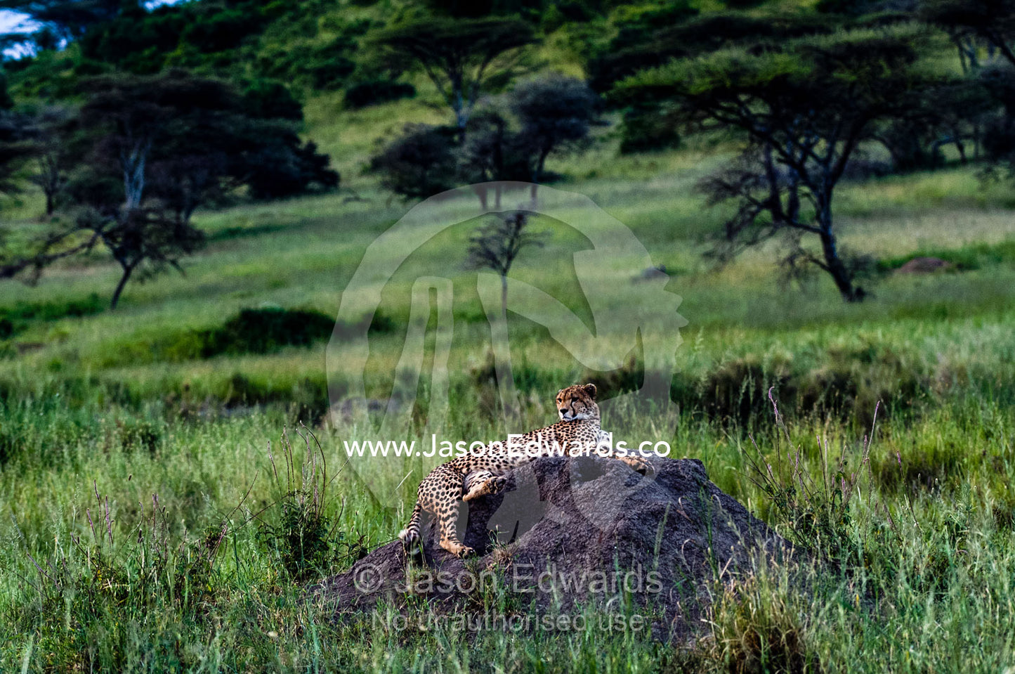The beautiful spots on the coat of a Cheetah surveying the savannah grassland from on top of a termite mound. Serengeti National Park, Serengeti, World Heritage Site, Tanzania.