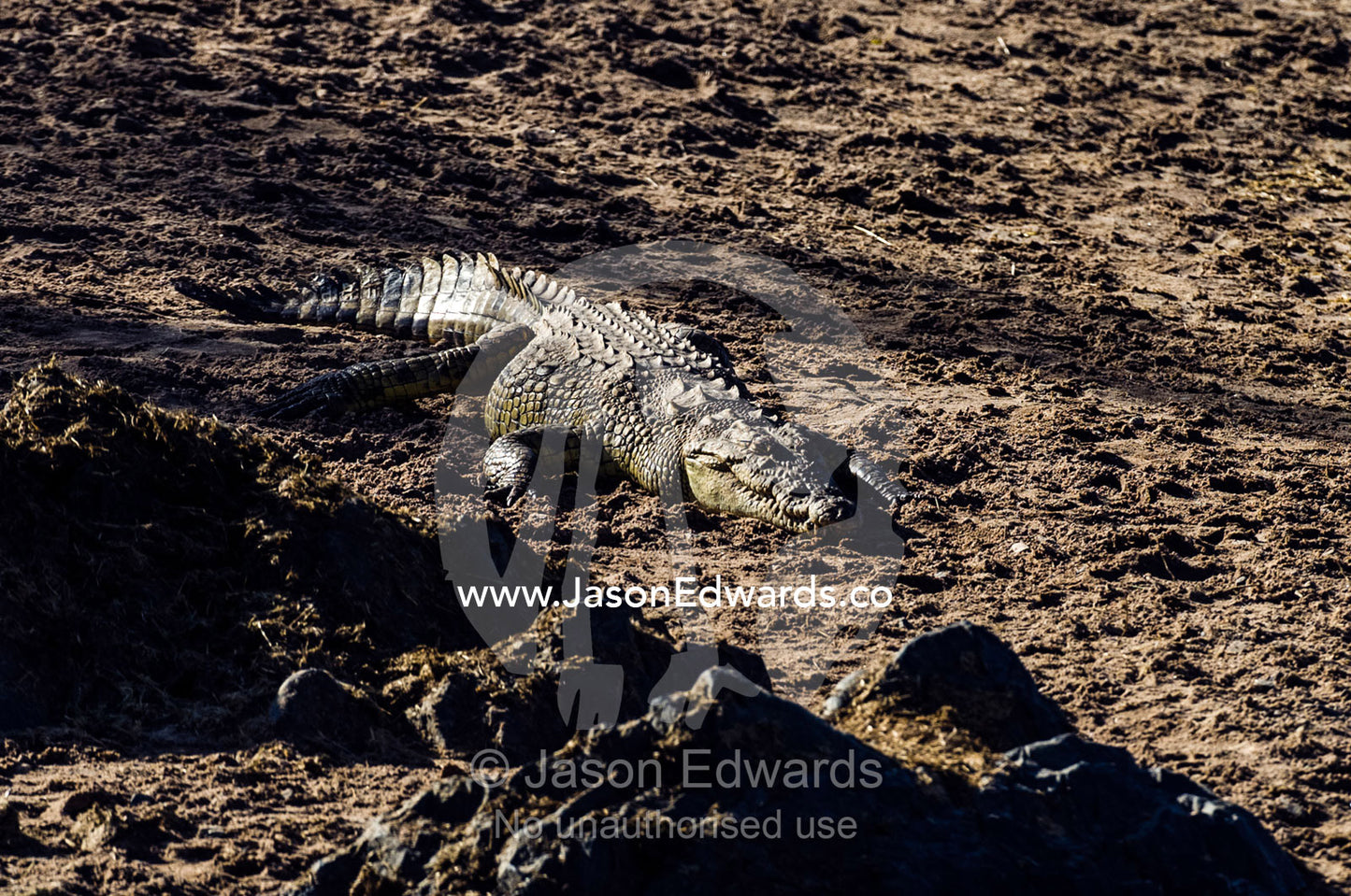 A Nile Crocodile sun basking on the sandy shoreline of a waterhole in the afternoon heat. Serengeti National Park, Serengeti, World Heritage Site, Tanzania.