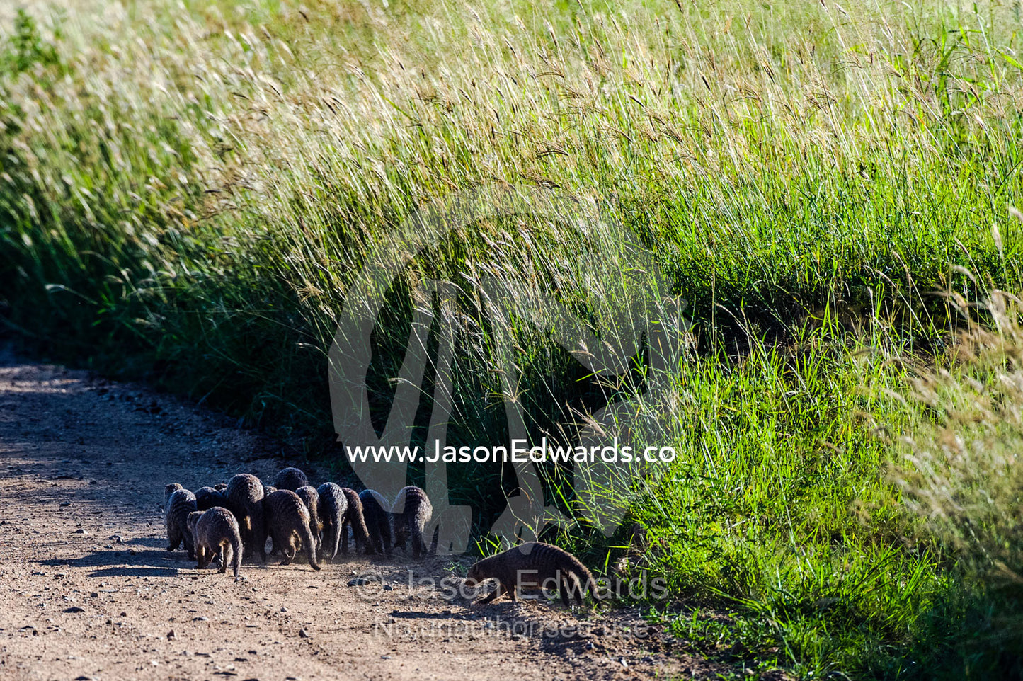 A troop of Banded Mongoose patrolling the side of dirt road through a grassland. Serengeti National Park, Serengeti, World Heritage Site, Tanzania.