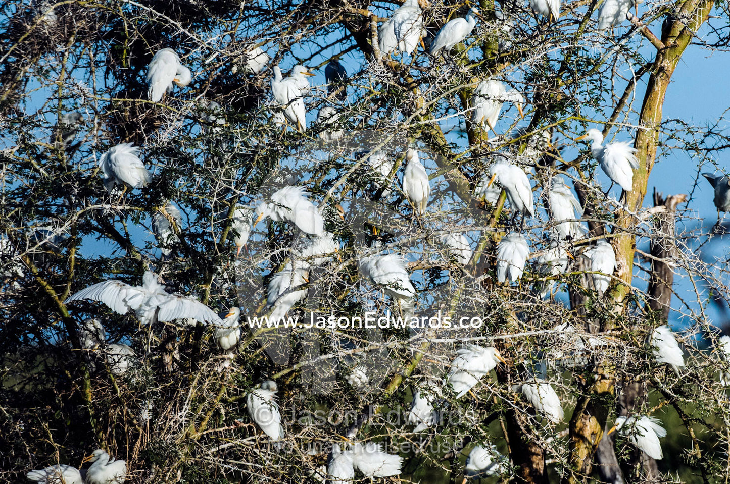 A flock of egret chicks in a nesting colony in a thorny acacia tree. Serengeti National Park, Serengeti, World Heritage Site, Tanzania.