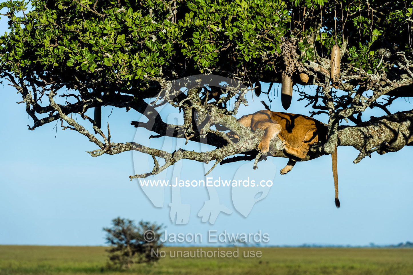 An African Lioness sleeping on a branch in a Sausage Tree above the savannah plain. Serengeti National Park, Serengeti, World Heritage Site, Tanzania.