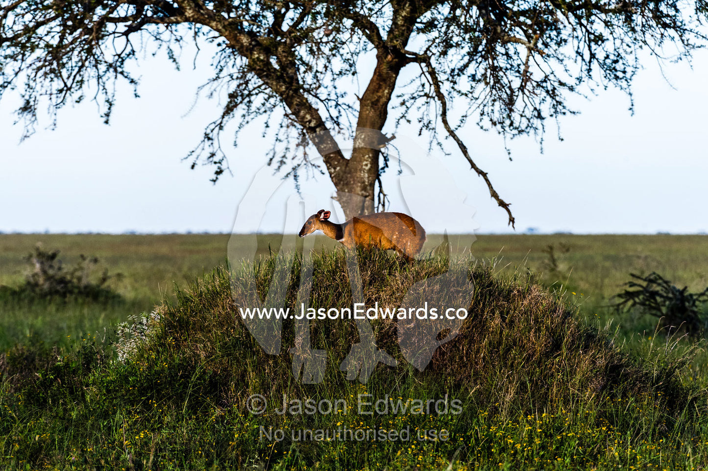 A female Bushbuck surveys the savannah plain from the summit of a termite mound overgrown with grass. Serengeti National Park, Serengeti, World Heritage Site, Tanzania.