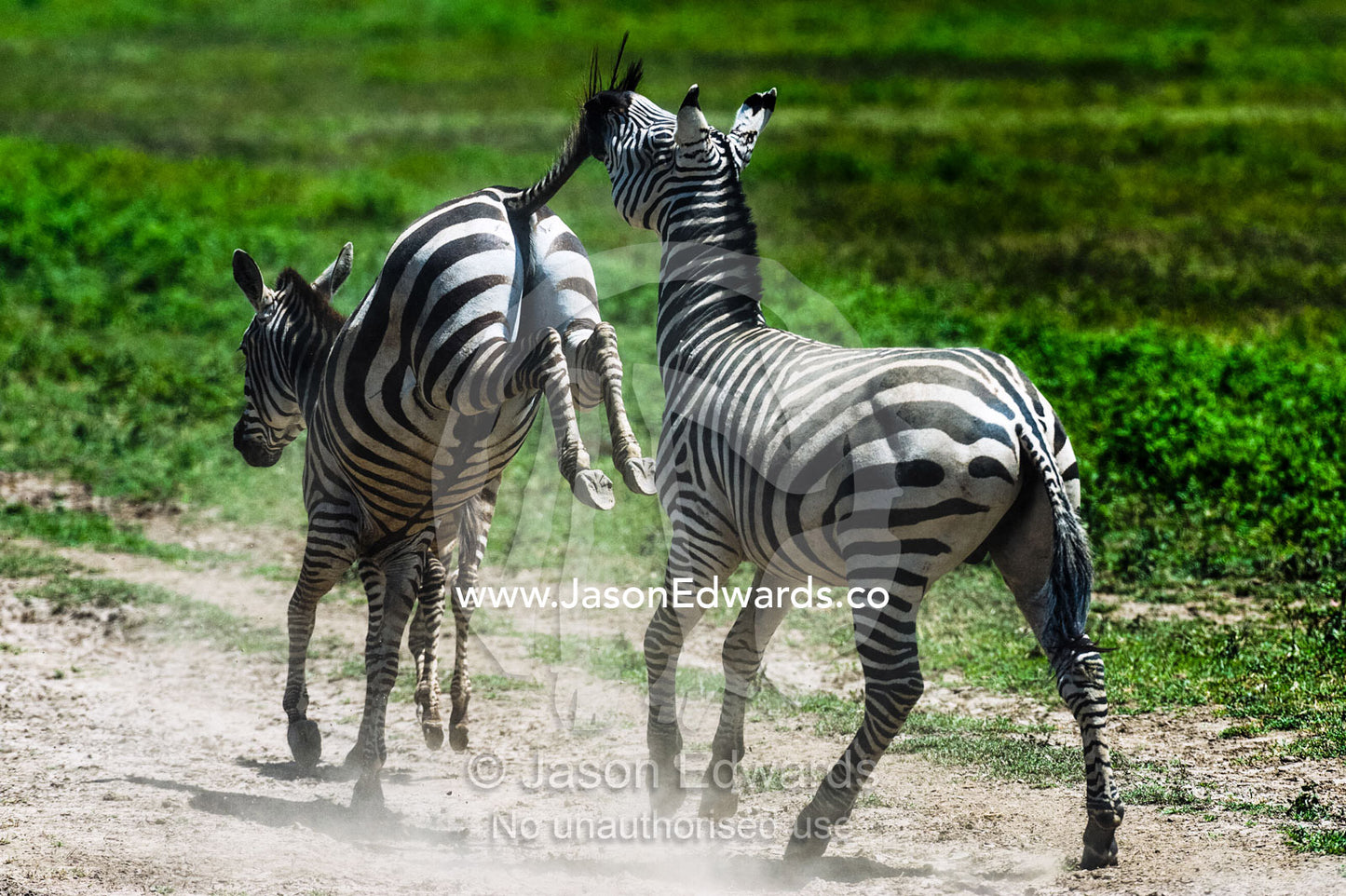 A female Zebra kicks a male with her hooves as he attempts to mount and mate. Serengeti National Park, Serengeti, Tanzania.