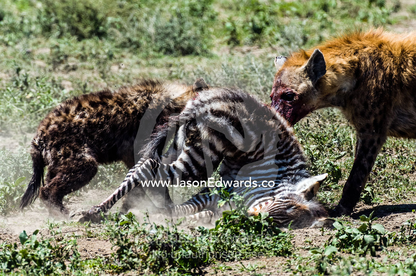 A female Spotted Hyena and her pup feed on a Zebra foal on the dusty savannah. Serengeti National Park, Serengeti, Tanzania.