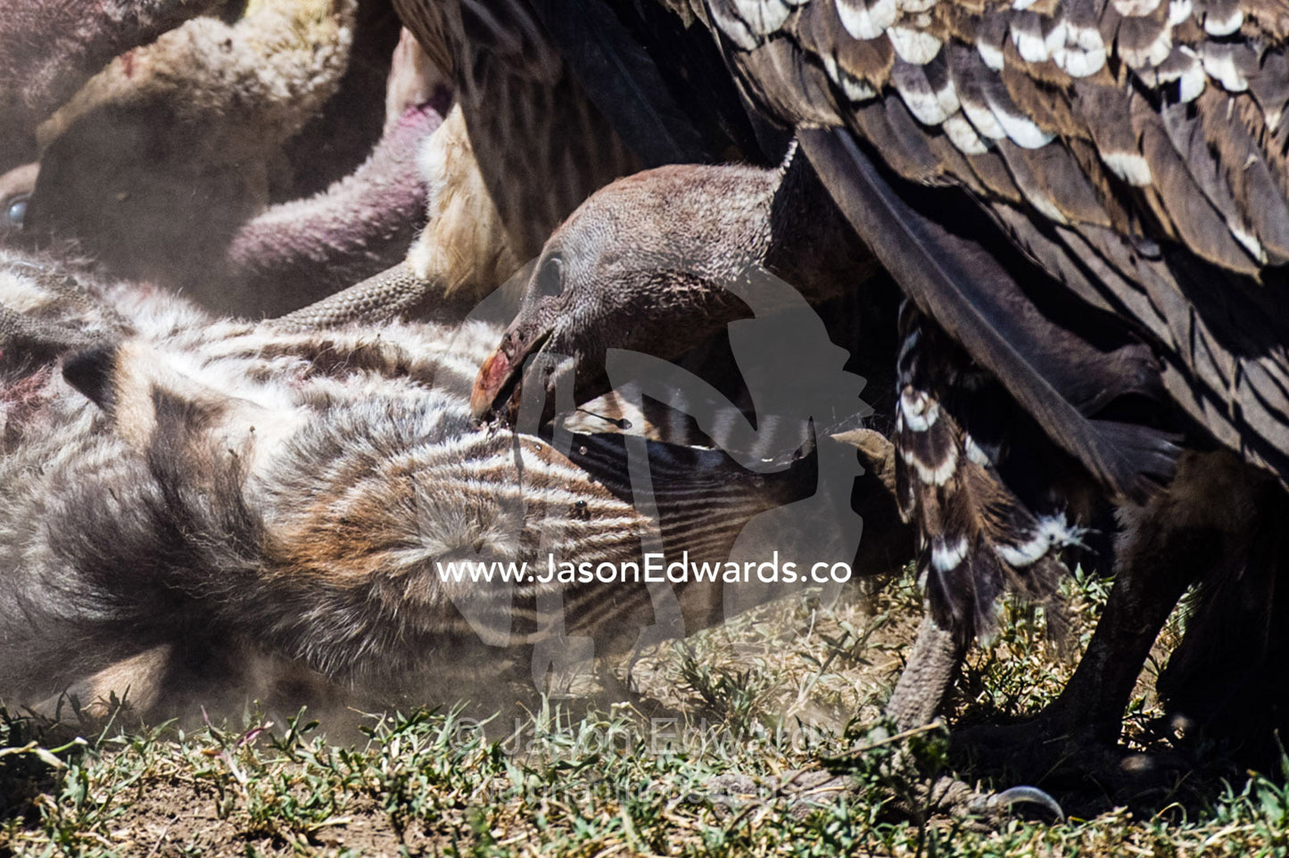 A Ruppell's vulture pops the eyeball of a zebra foal during a feeding frenzy on the dusty savannah. Serengeti National Park, Serengeti, Tanzania.