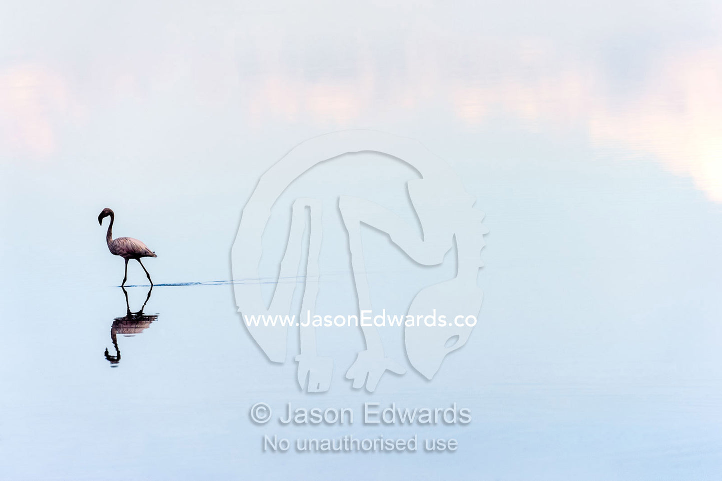 A Lesser Flamingo reflected in the surface of a calm waterhole with the sunset afterglow. Serengeti National Park, Serengeti, Tanzania.