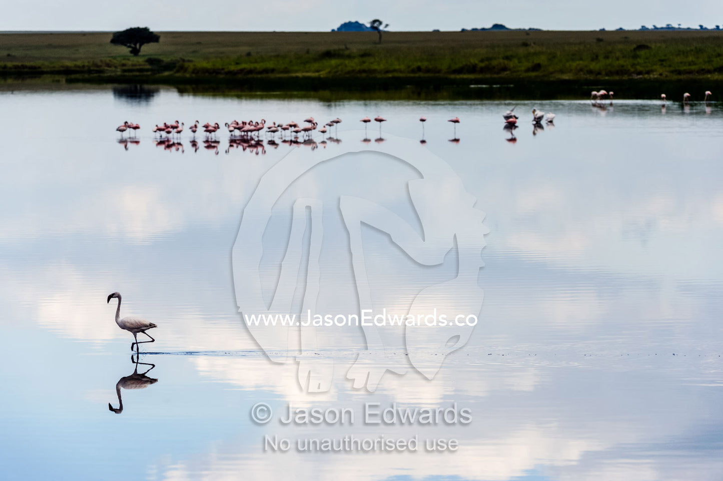 A wading Lesser Flamingo reflected in the surface of a calm waterhole with the sunset afterglow. Serengeti National Park, Serengeti, Tanzania.