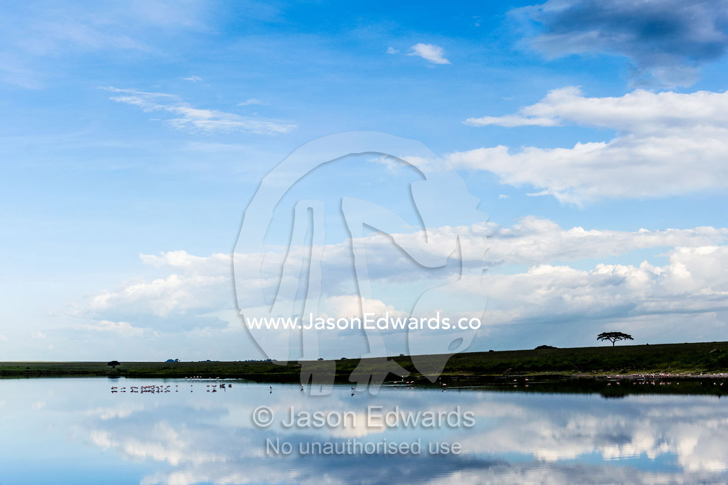 A flock of Lesser Flamingo in the distance reflected in the surface of a calm savannah waterhole with the sunset afterglow. Serengeti National Park, Serengeti, Tanzania.