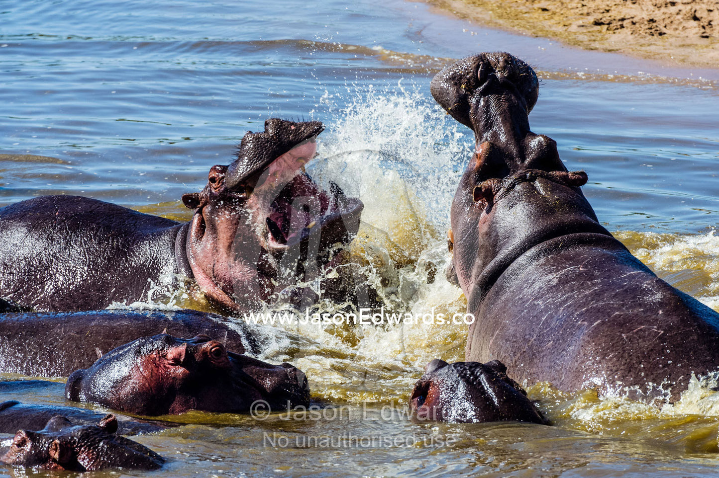 Aggressive Nile Hippopotamus charging and splashing water as they fight with their jaws and tusks in a waterhole. Serengeti National Park, Serengeti, Tanzania.