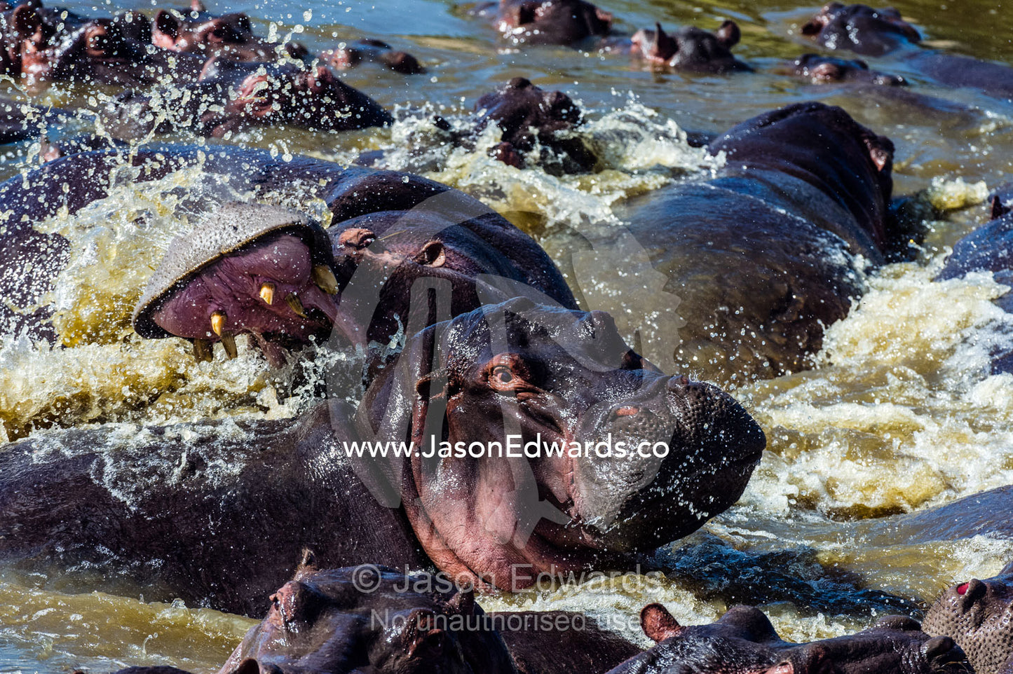 Aggressive Nile Hippopotamus charging and splashing water as they fight with their jaws and tusks in a waterhole. Serengeti National Park, Serengeti, Tanzania.