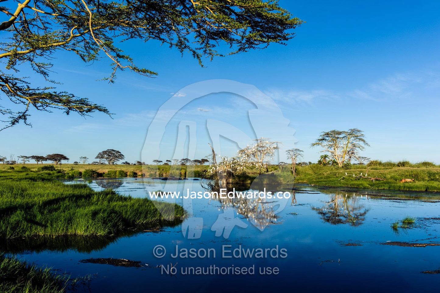 An Egret colony and acacia tree reflected in an idyllic waterhole on the savannah plain. Serengeti National Park, Serengeti, Tanzania.