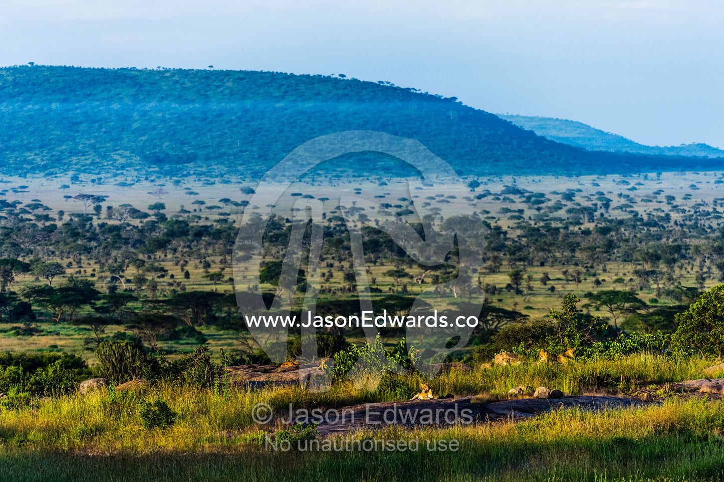 A pride of African lions rest at dawn above a savannah woodland on a granite outcrop known as a kopje. Serengeti National Park, Serengeti, Tanzania.