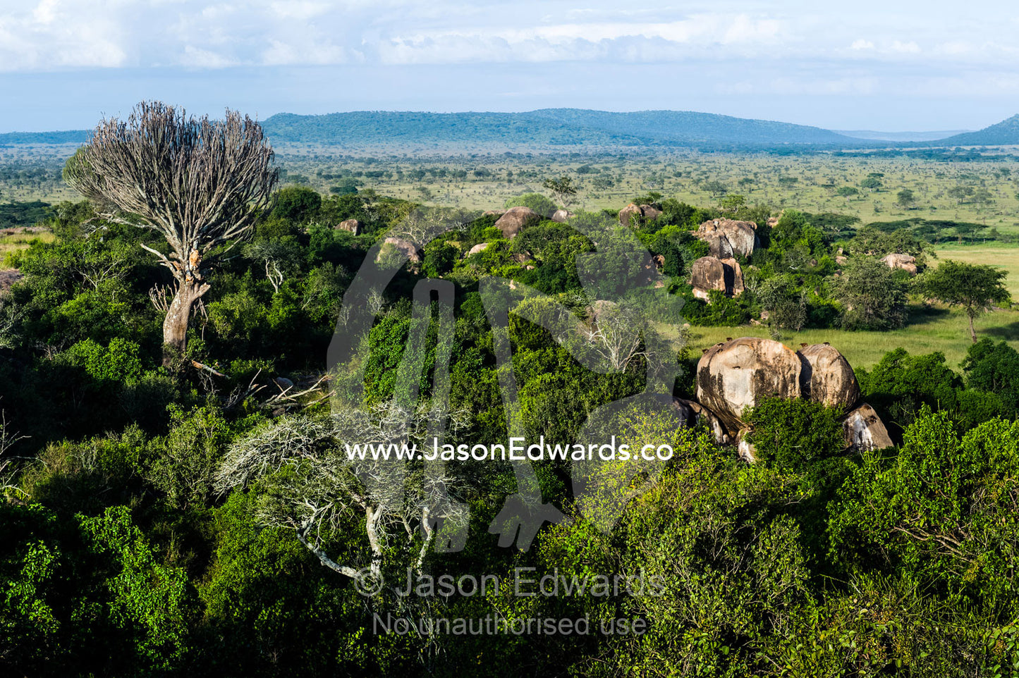Candelabra trees and evergreen forest shroud islands of granite kopjes above the savannah. Serengeti National Park, Serengeti, Tanzania.