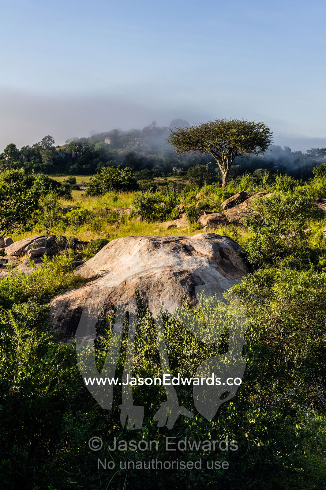 Shrubs, acacia trees, evergreen forest and mist shroud islands of granite kopjes above the savannah. Serengeti National Park, Serengeti, Tanzania.