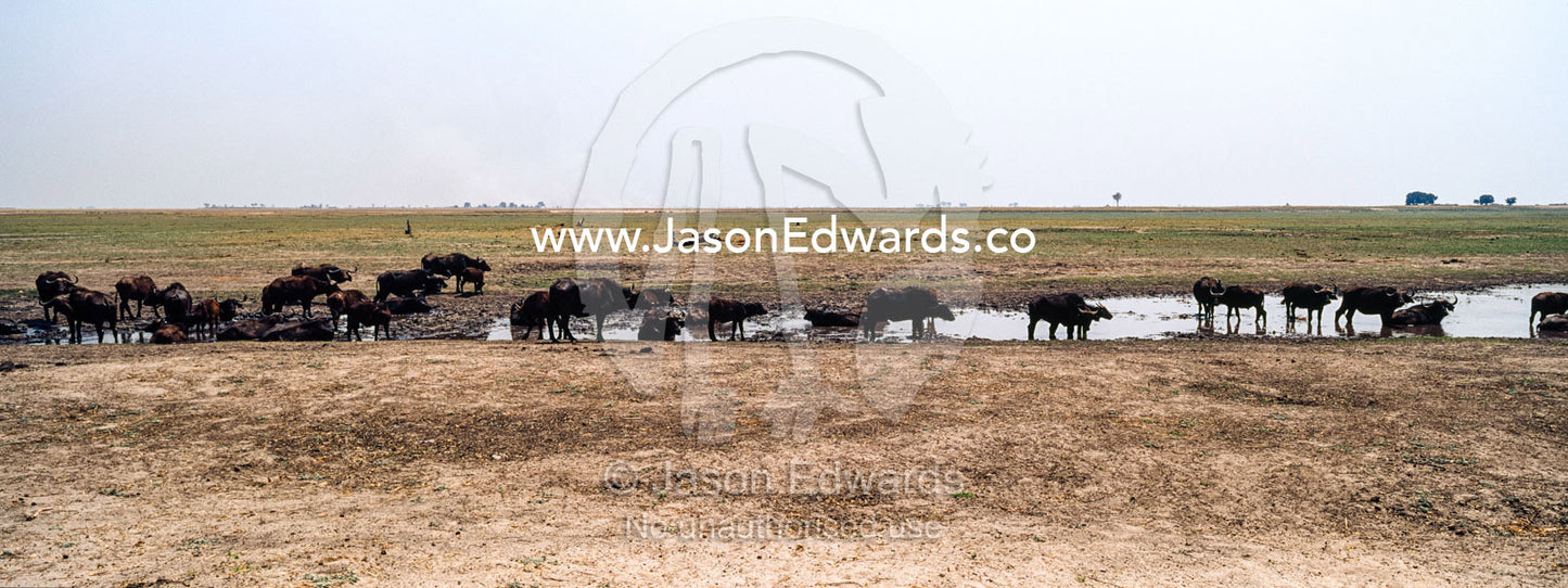 A herd of African Buffalo drink from a dwindling waterhole on a dry season floodplain. Chobe River, Chobe National Park, Botswana.