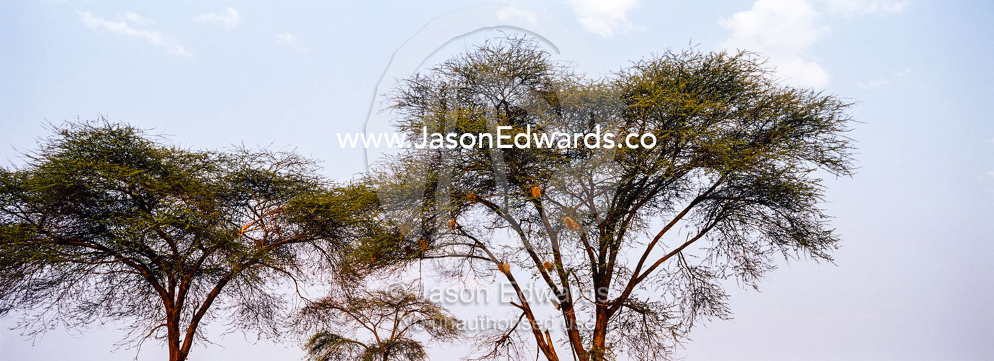 The canopy of an acacia tree taking on the umbrella shape after animal browsing. Chobe River, Chobe National Park, Botswana.