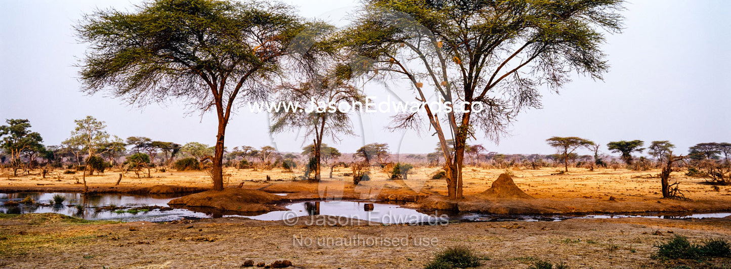 Acacia trees by a dwindling waterhole taking on the umbrella shape after animal browsing. Chobe River, Chobe National Park, Botswana.