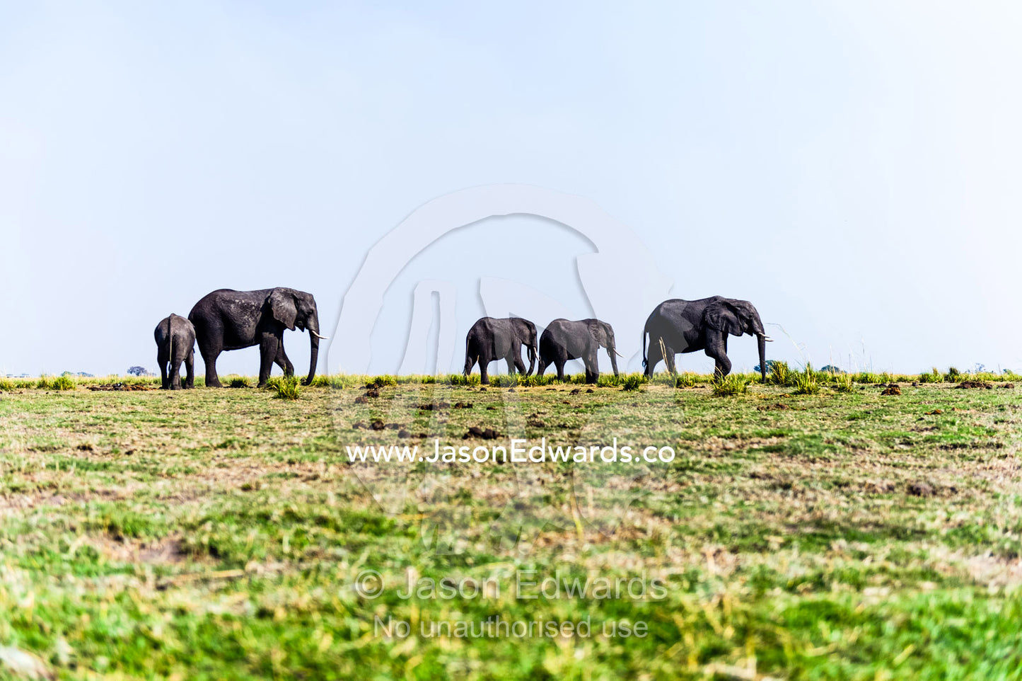 A herd of African Elephants migrating across a wetland island floodplain. Chobe River, Chobe National Park, Botswana.