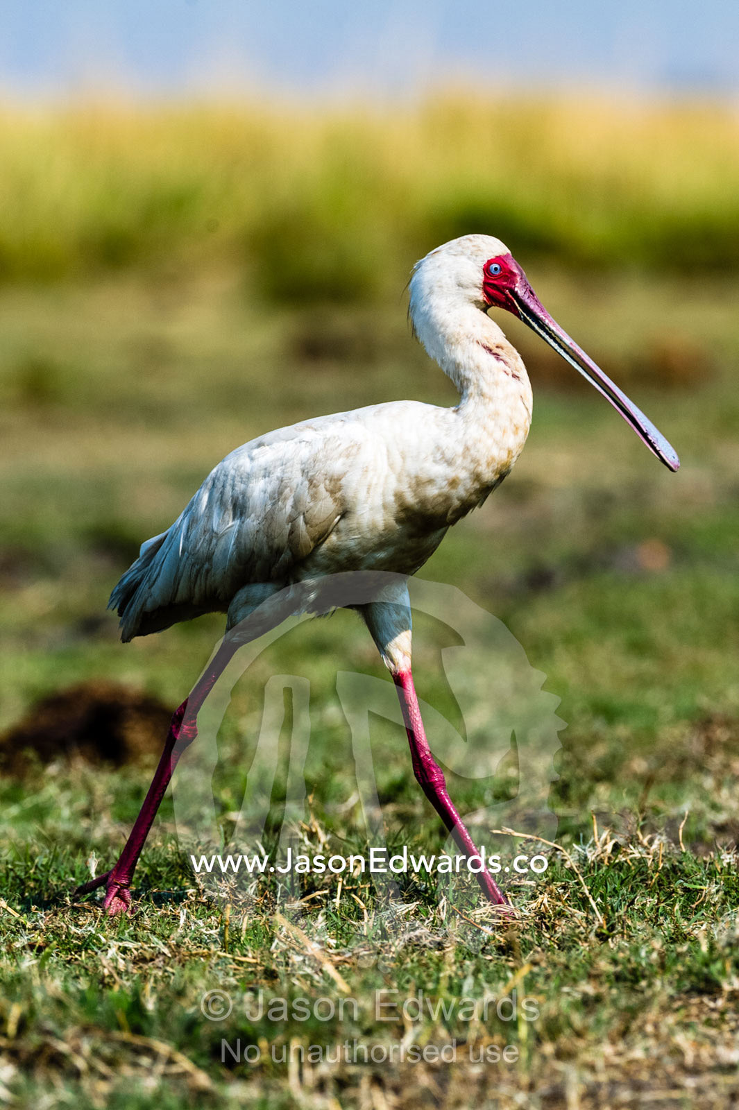 The bright red face of an African Spoonbill striding across a wetland island. Chobe River, Chobe National Park, Botswana.