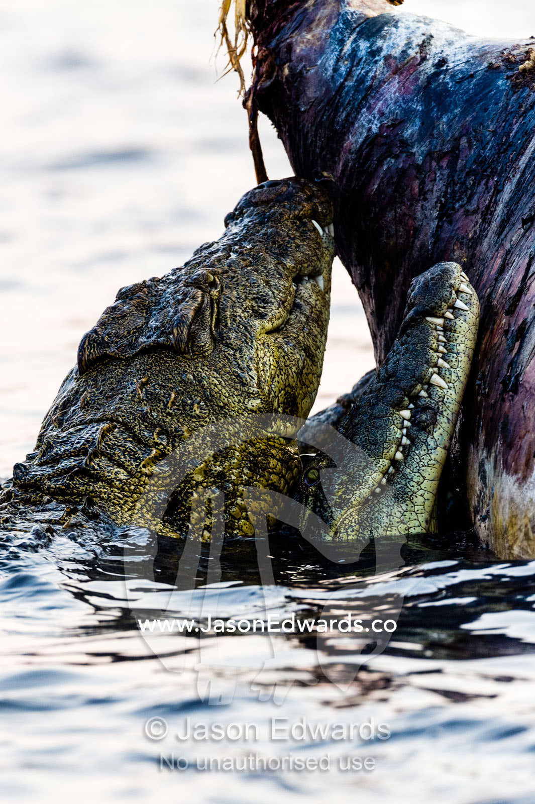 Nile Crocodiles in a feeding frenzy fight over a bloated Nile Hippo carcass. Chobe River, Chobe National Park, Botswana.