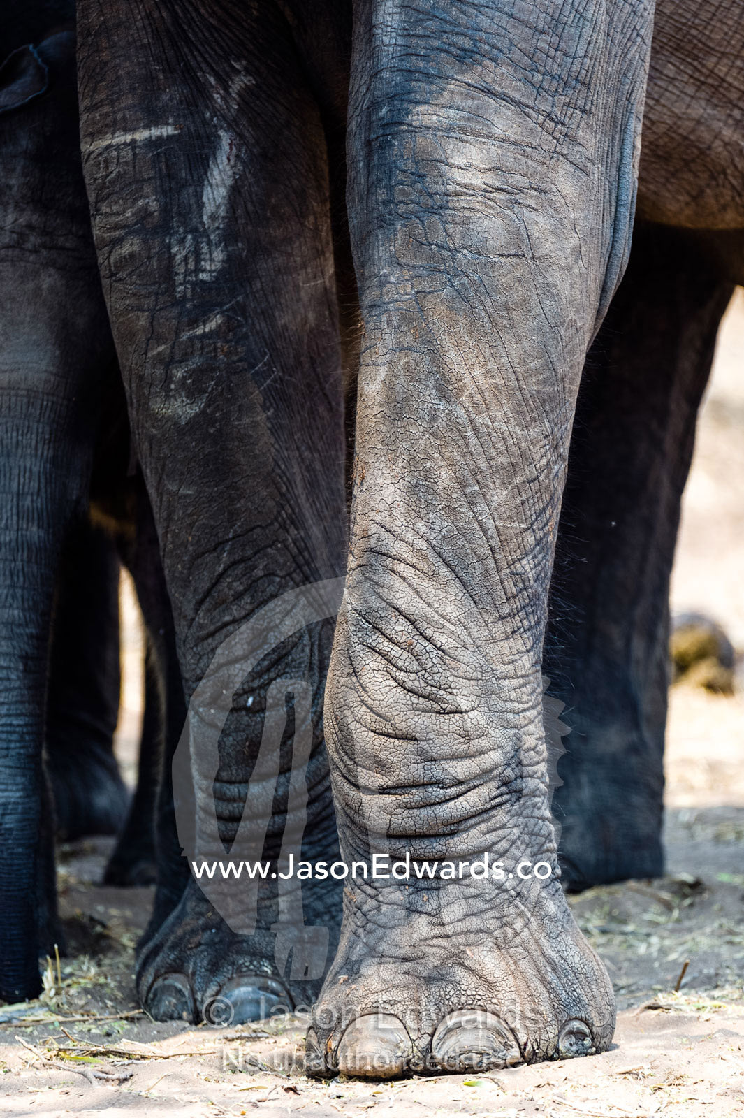 The dry, leather and wrinkled skin and toenails of an African Elephant. Chobe River, Chobe National Park, Botswana.