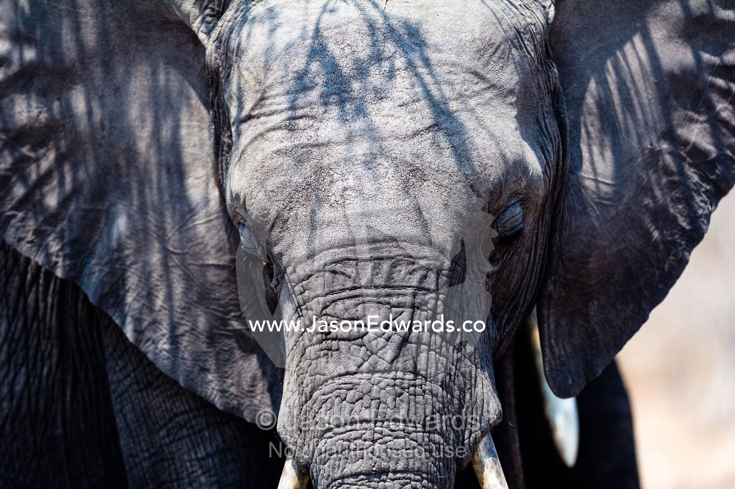 A sleepy African Elephant sheltering from the heat beneath a tree. Chobe River, Chobe National Park, Botswana.