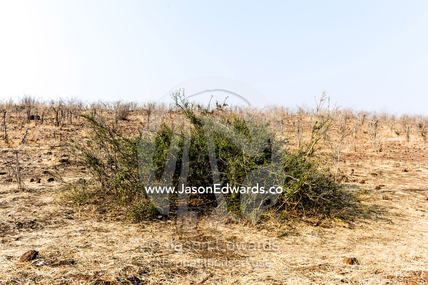 A Woolly Caper Bush surrounded by a dry season savannah plain devastated by grazing. Chobe River, Chobe National Park, Botswana.