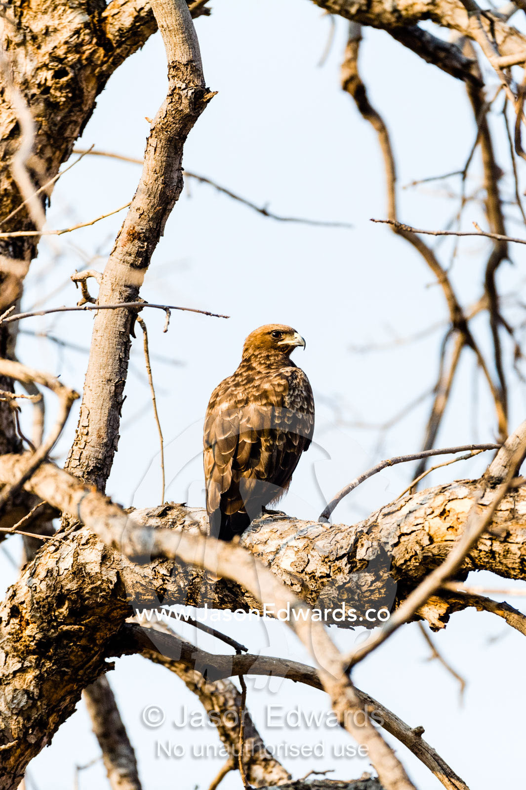 A Wahlberg's Eagle roosting in tree at the height of the dry season. Chobe River, Chobe National Park, Botswana.