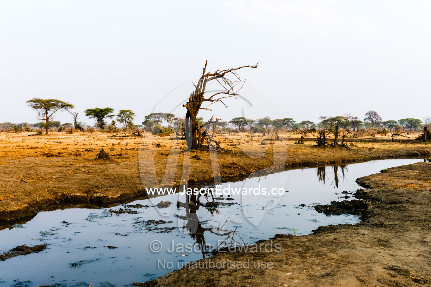 A dwindling waterhole on a parched savannah plain during the dry season. Chobe River, Chobe National Park, Botswana.