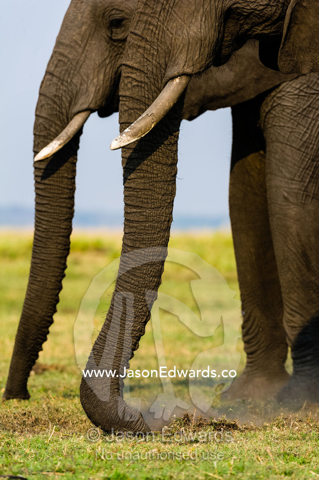 A pair of African Elephants grazing on short grasses on a wetland island. Chobe River, Chobe National Park, Botswana.
