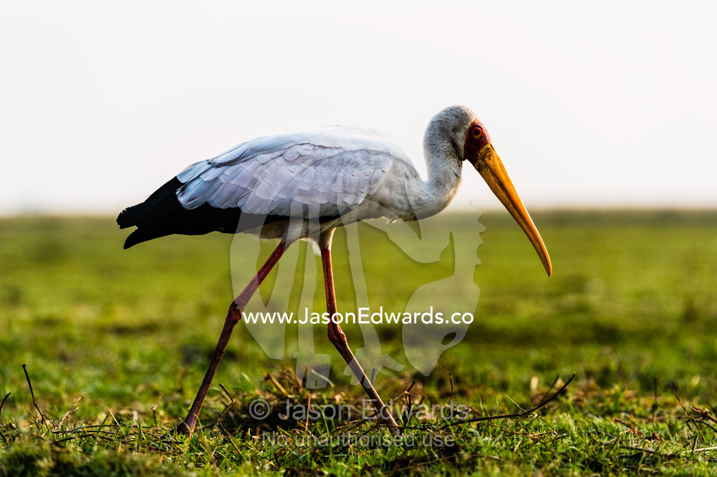 A Yellow-billed Stork striding across a wetland island searching for prey. Chobe River, Chobe National Park, Botswana.