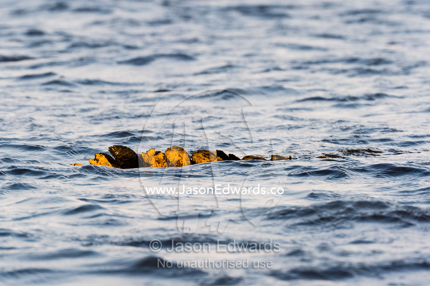 The ominous tail scales of a Nile Crocodile swimming across the surface. Chobe River, Chobe National Park, Botswana.