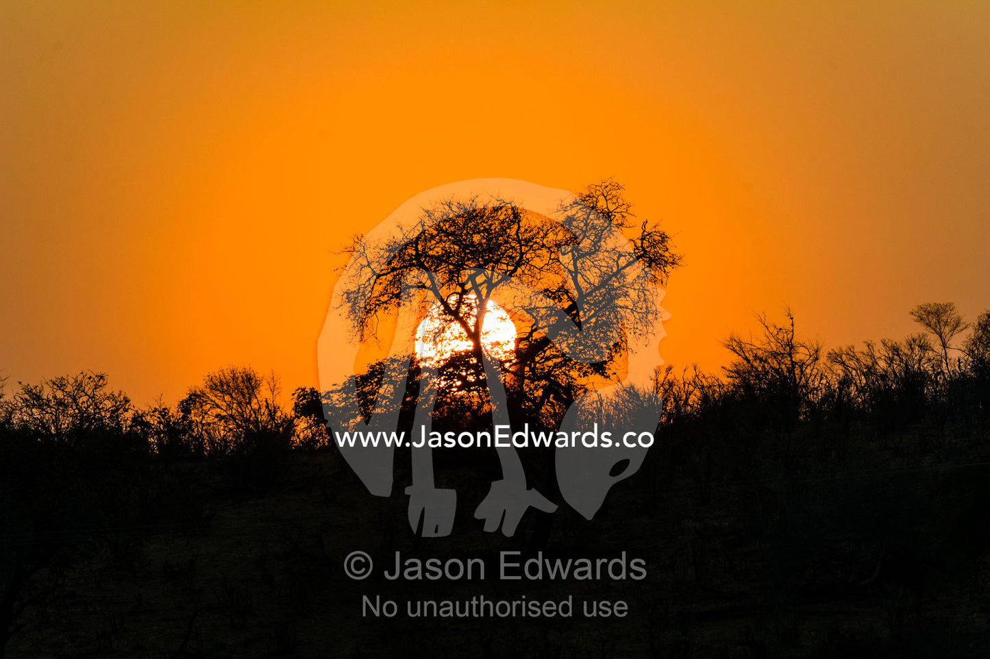 Dawn rises behind a withered acacia tree during the dry season. Chobe River, Chobe National Park, Botswana.