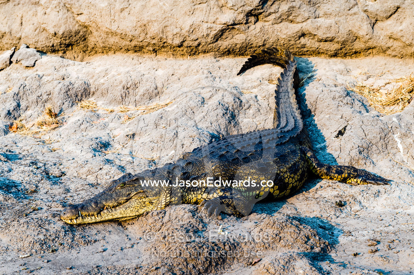 A Nile Crocodile sun basking on the muddy bank of a river at sunset. Chobe River, Chobe National Park, Botswana.