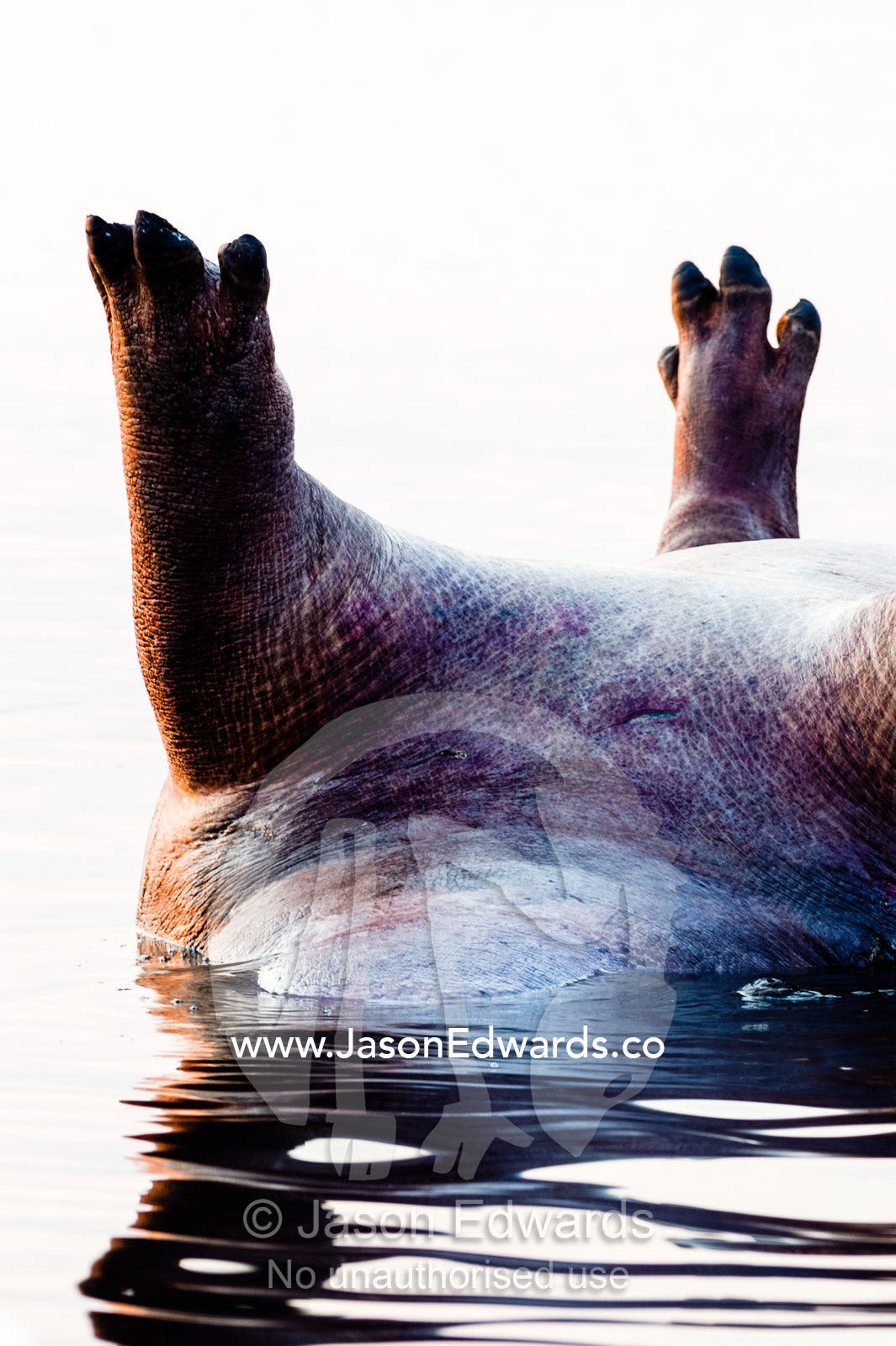 The feet and toes of a dead male Nile Hippopotamus floating on its back in a wetland. Chobe River, Chobe National Park, Botswana.