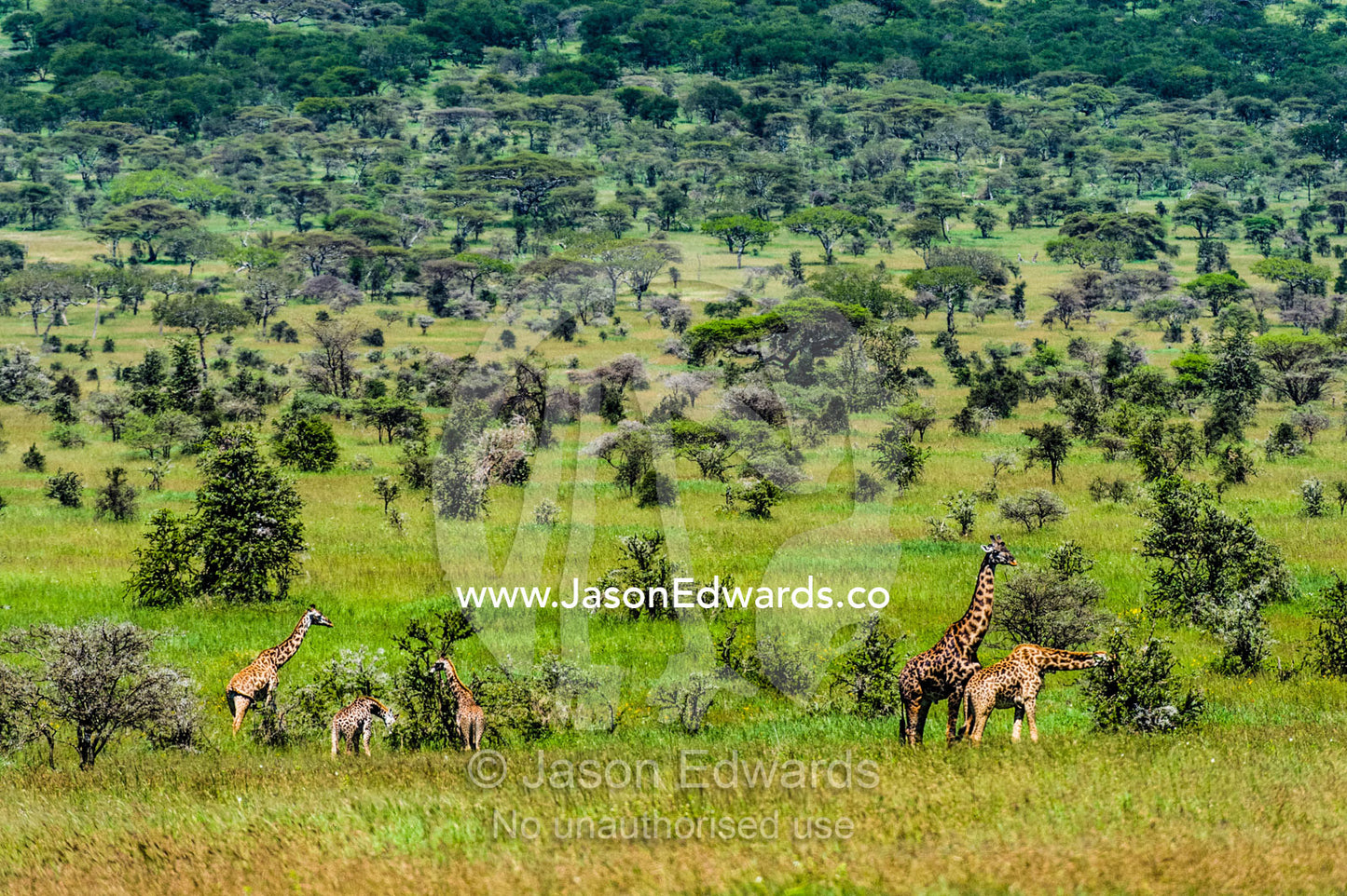 A herd of giraffe feeding on an open acacia woodland with a bull following a doe in estrus. Serengeti National Park, Tanzania, Africa.