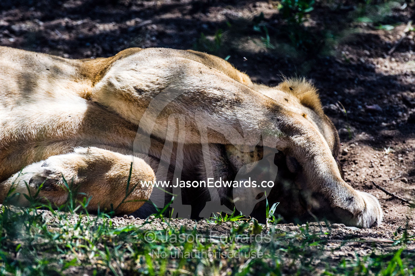 An African lion shelters its face from pest flies and the bright sun whilst it sleeps. Serengeti National Park, Tanzania, Africa.