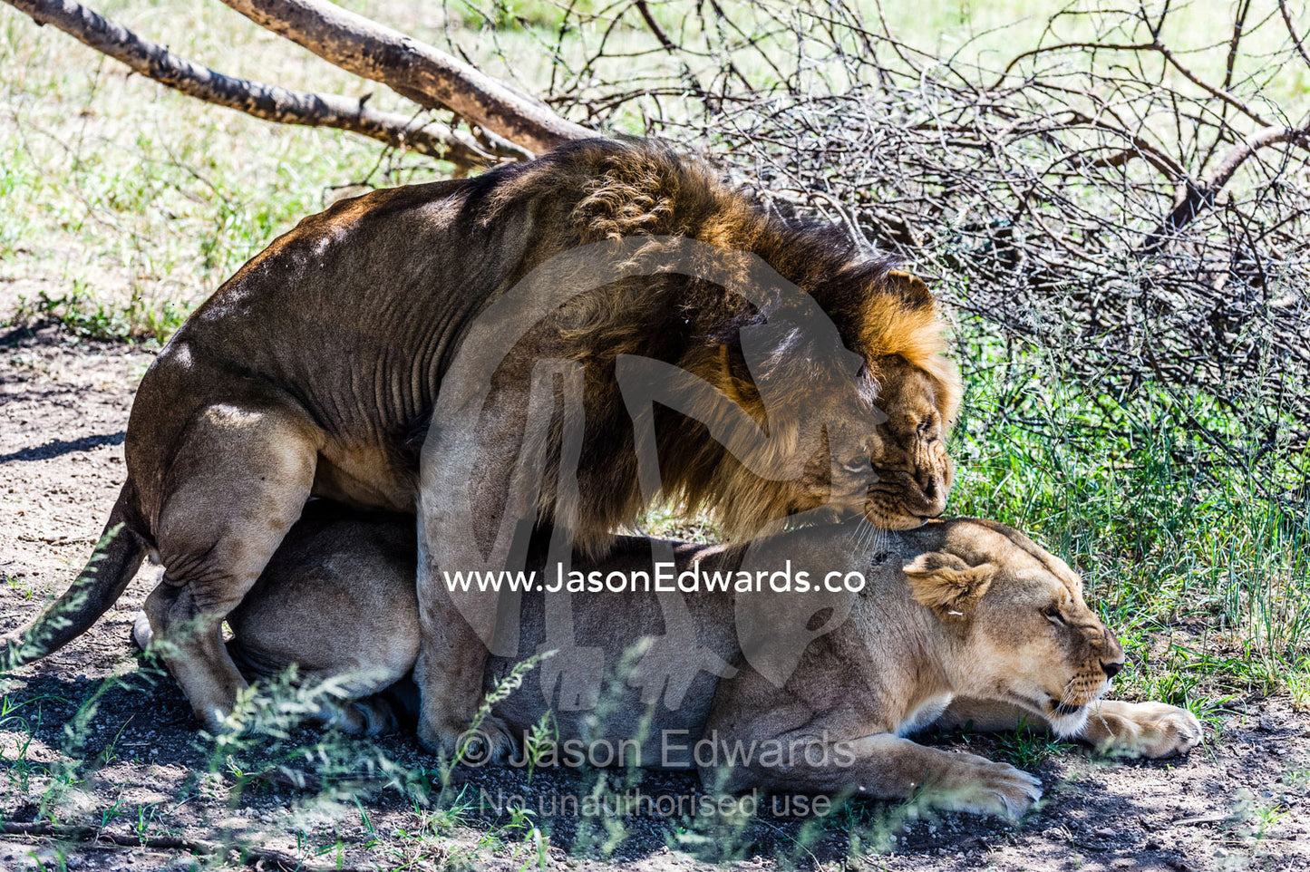 A male African Lion bites the back of the neck of a lioness with his canine teeth during mating. Serengeti National Park, Tanzania, Africa.